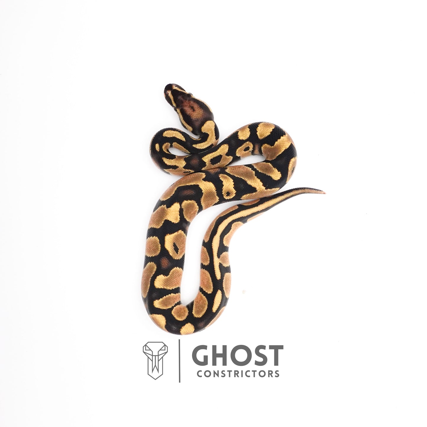 Het Piebald Ball Python