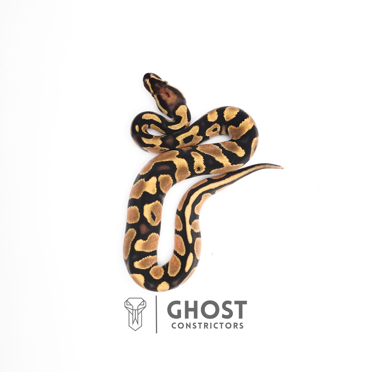 Het Piebald Ball Python — Male, 2025 hatch, captive-bred by Ghost Constrictors