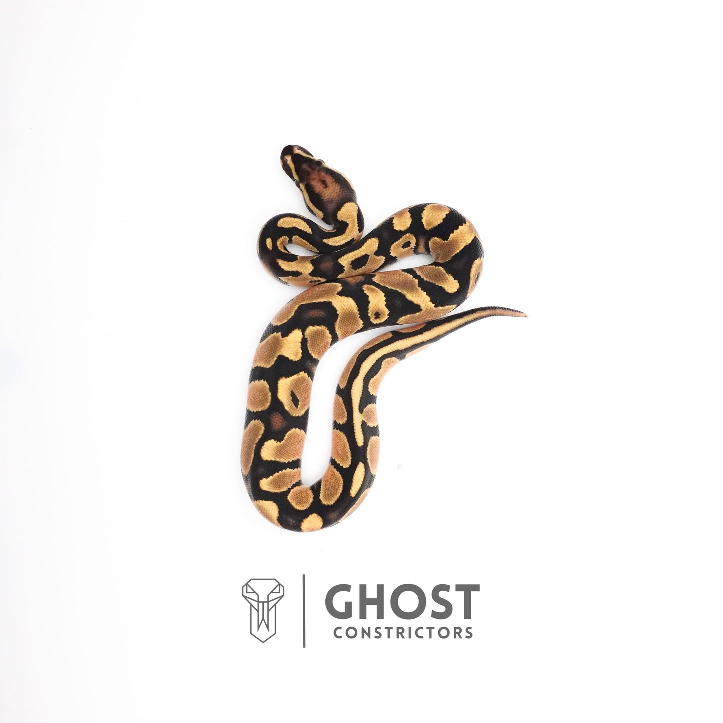 Het Piebald Ball Python