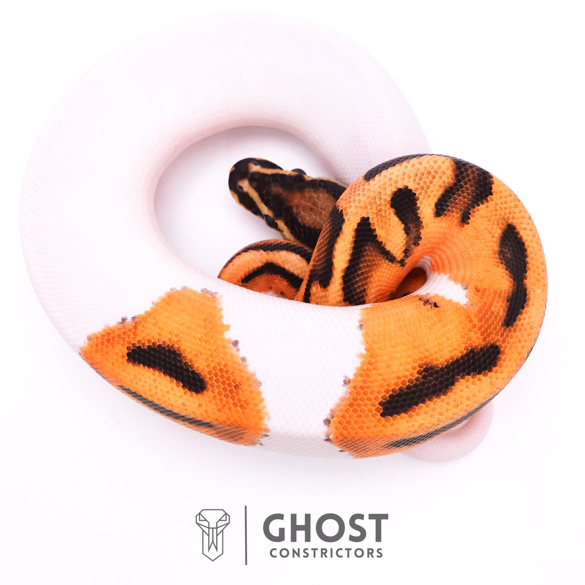 Orange Dream Piebald Ball Python — Female, 2025 hatch, captive-bred by Ghost Constrictors
