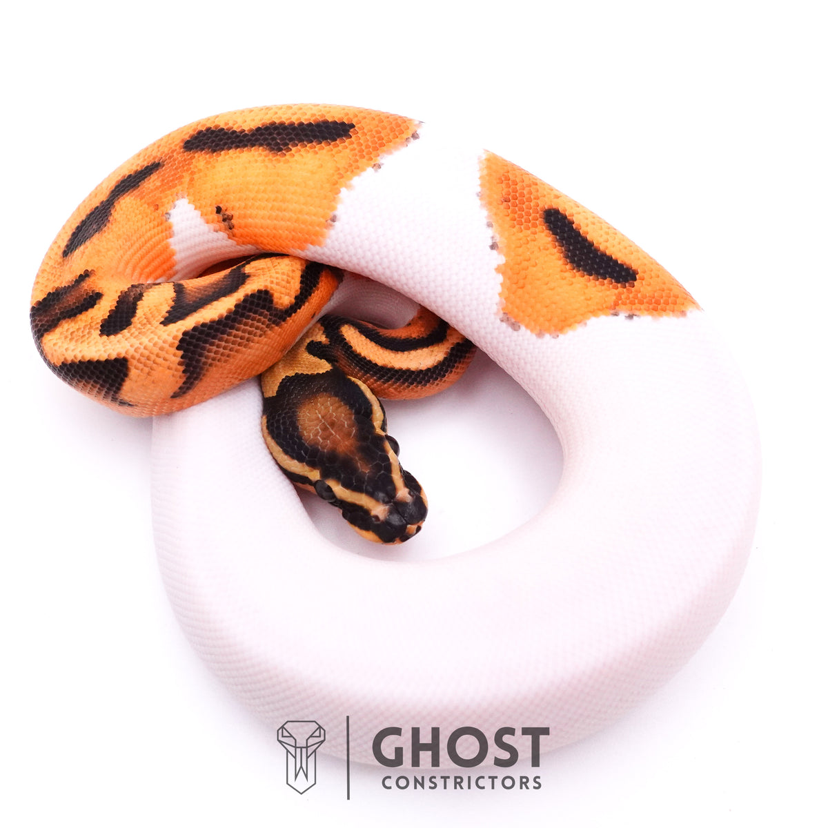 Orange Dream Piebald Ball Python — Female, 2025 hatch, captive-bred by Ghost Constrictors