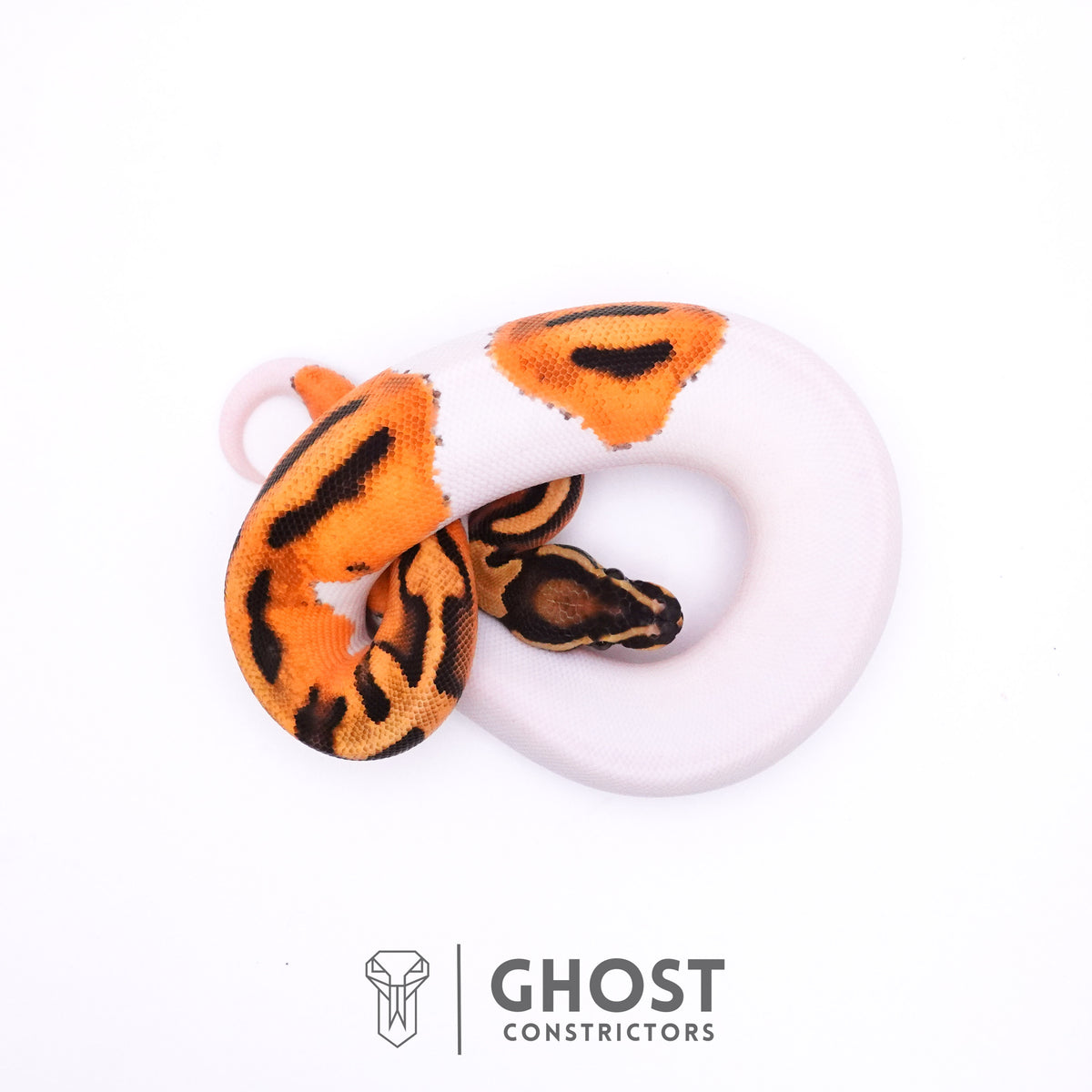 Orange Dream Piebald Ball Python — Female, 2025 hatch, captive-bred by Ghost Constrictors