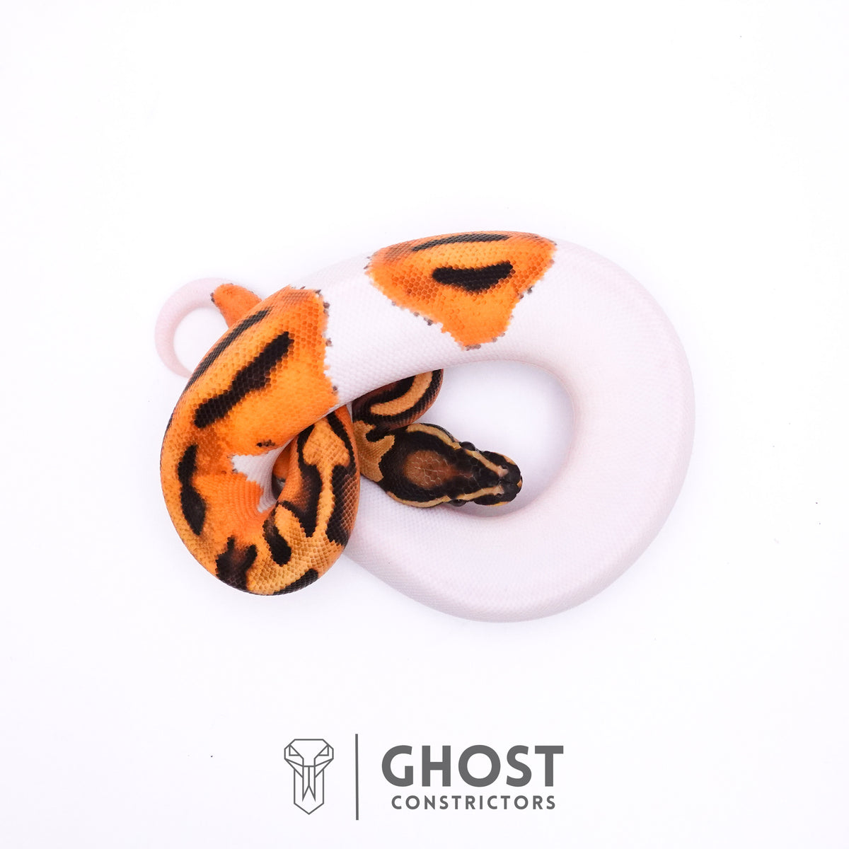 Orange Dream Piebald Ball Python — Female, 2025 hatch, captive-bred by Ghost Constrictors