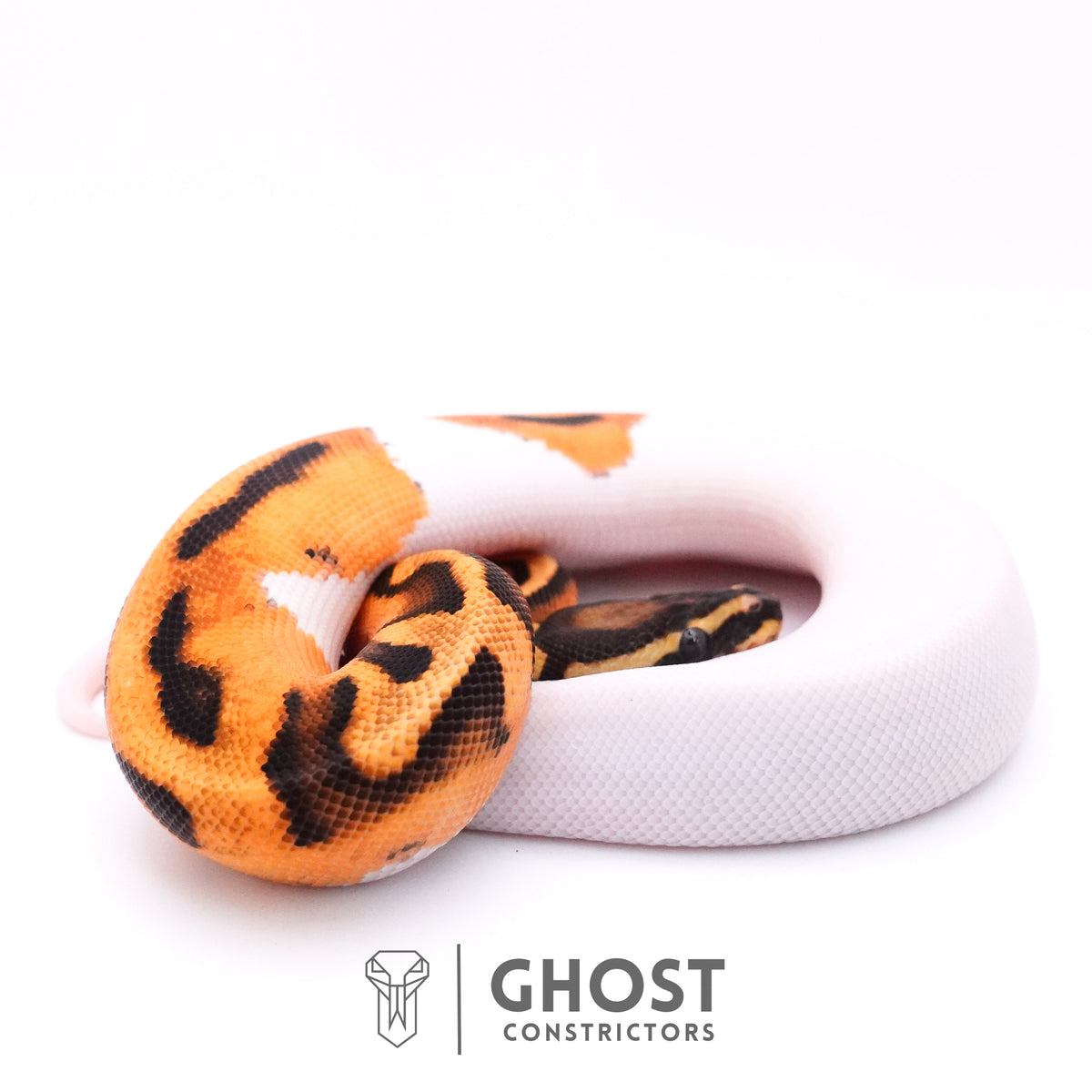 Orange Dream Piebald Ball Python — Female, 2025 hatch, captive-bred by Ghost Constrictors