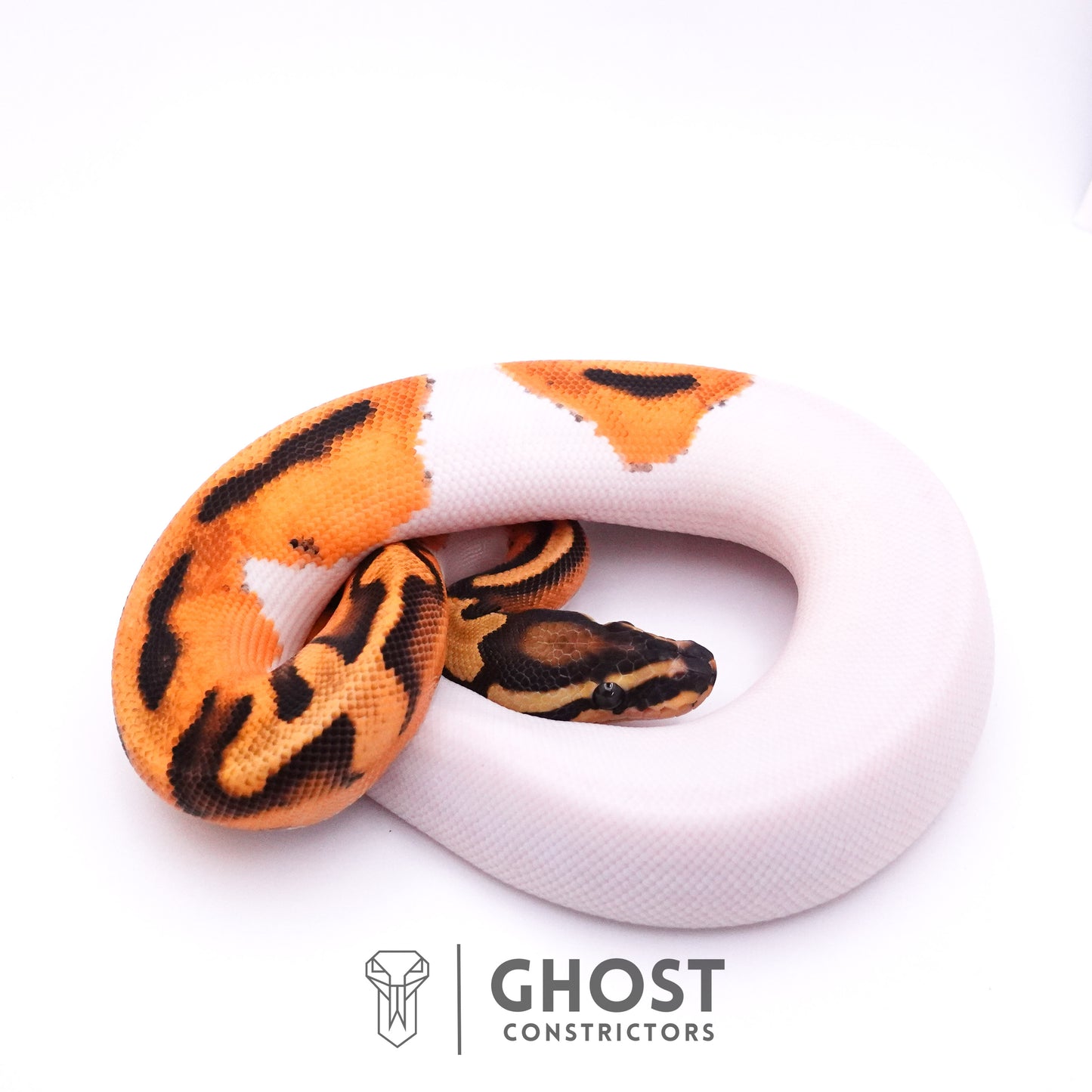 Orange Dream Piebald Ball Python