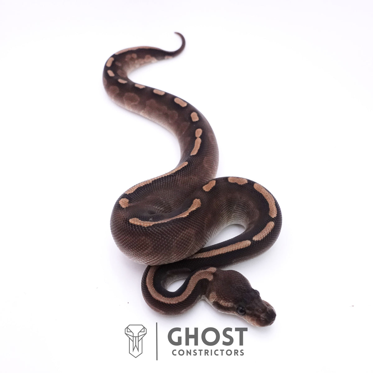 Cinnamon GHI Mahogany Ball Python — Unknown, 2025 hatch, captive-bred by Ghost Constrictors
