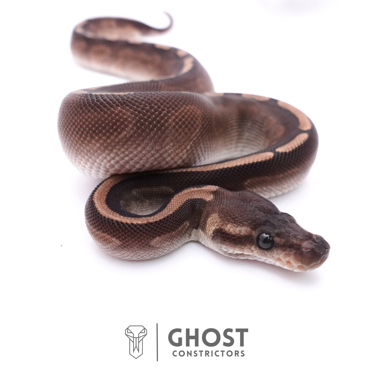 Cinnamon GHI Mahogany Ball Python — Unknown, 2025 hatch, captive-bred by Ghost Constrictors