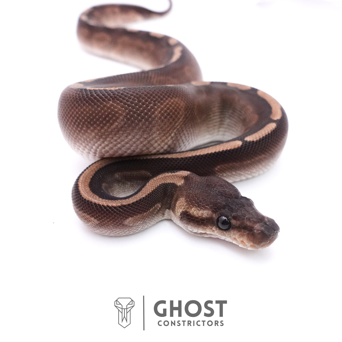 Cinnamon GHI Mahogany Ball Python — Unknown, 2025 hatch, captive-bred by Ghost Constrictors