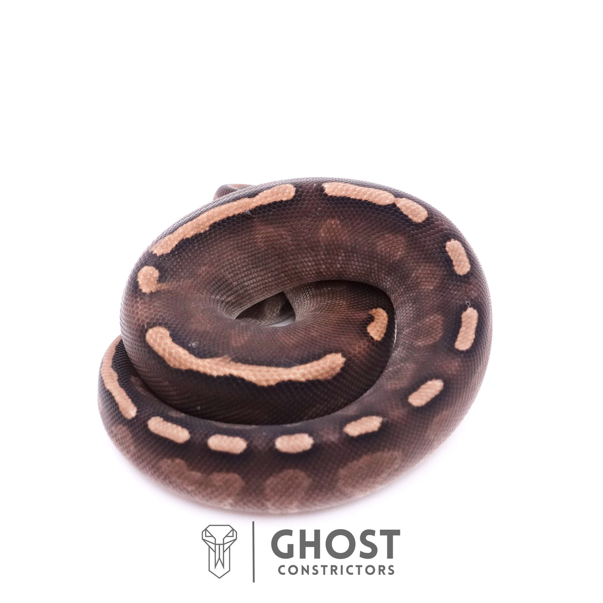 Cinnamon GHI Mahogany Ball Python — Unknown, 2025 hatch, captive-bred by Ghost Constrictors