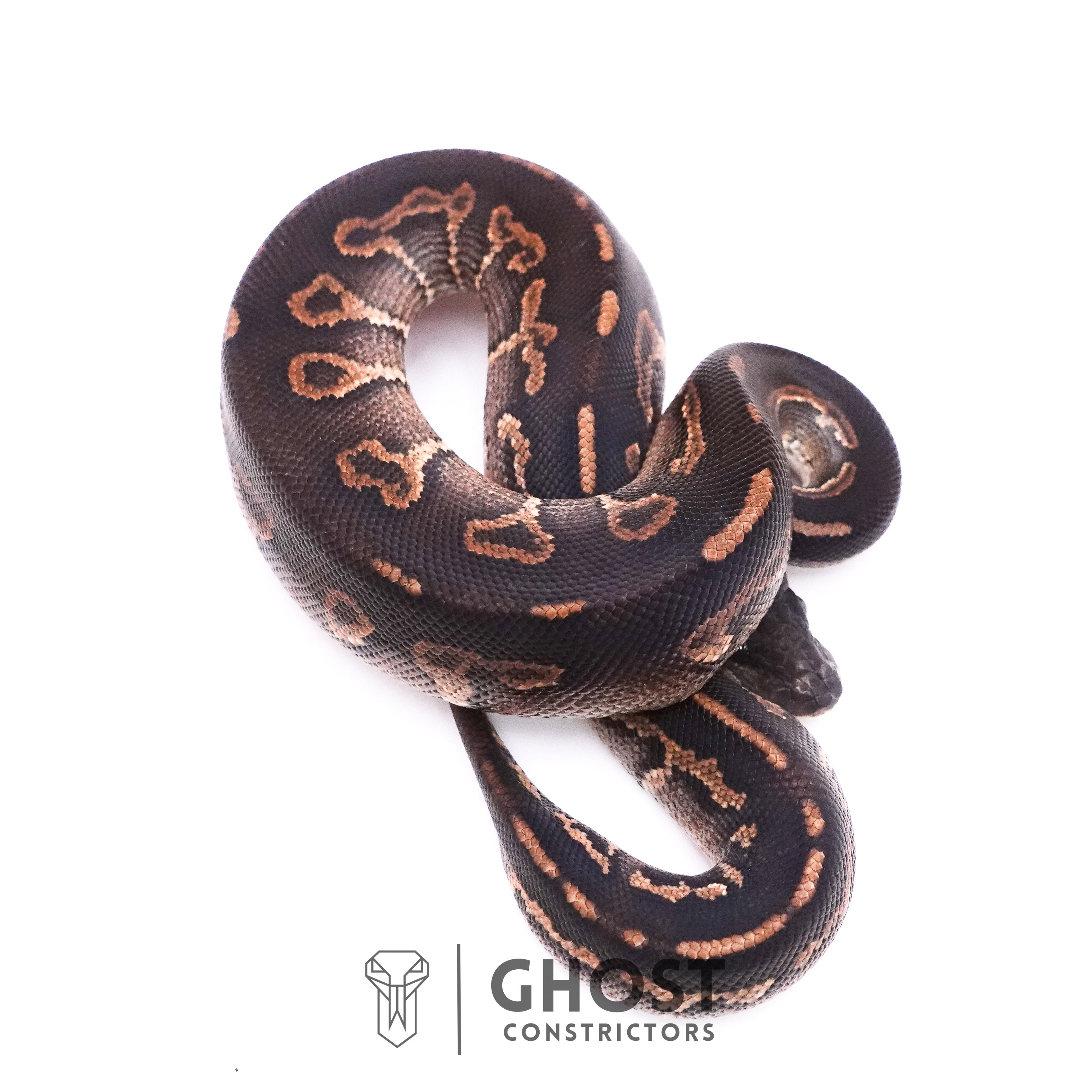 Cinnamon Black Head Ball Python – Ghost Constrictors