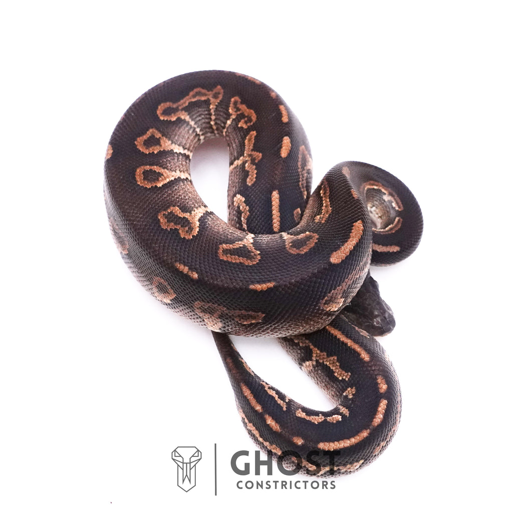 Cinnamon Black Head Ball Python — Male, 2025 hatch, captive-bred by Ghost Constrictors