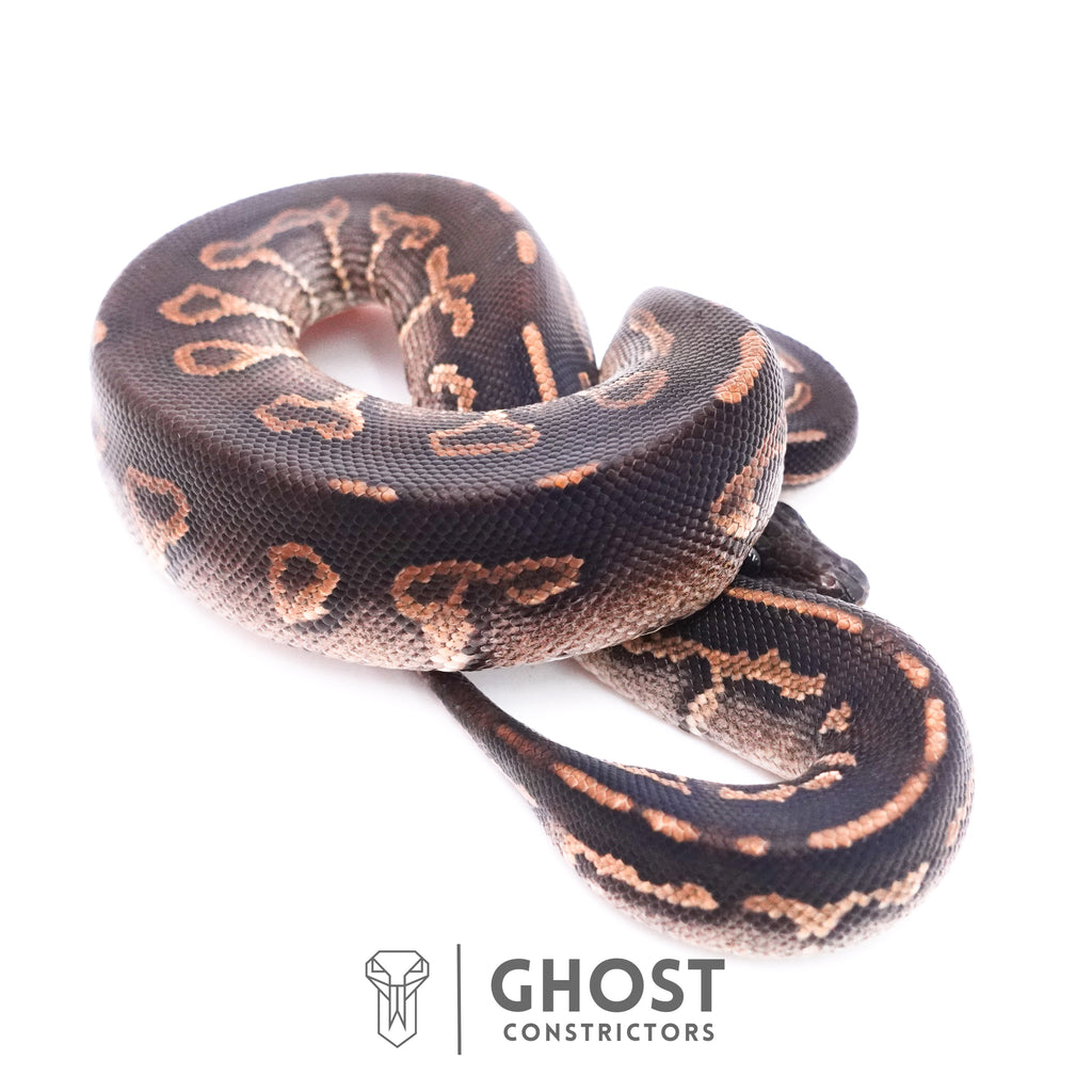 Cinnamon Black Head Ball Python — Male, 2025 hatch, captive-bred by Ghost Constrictors