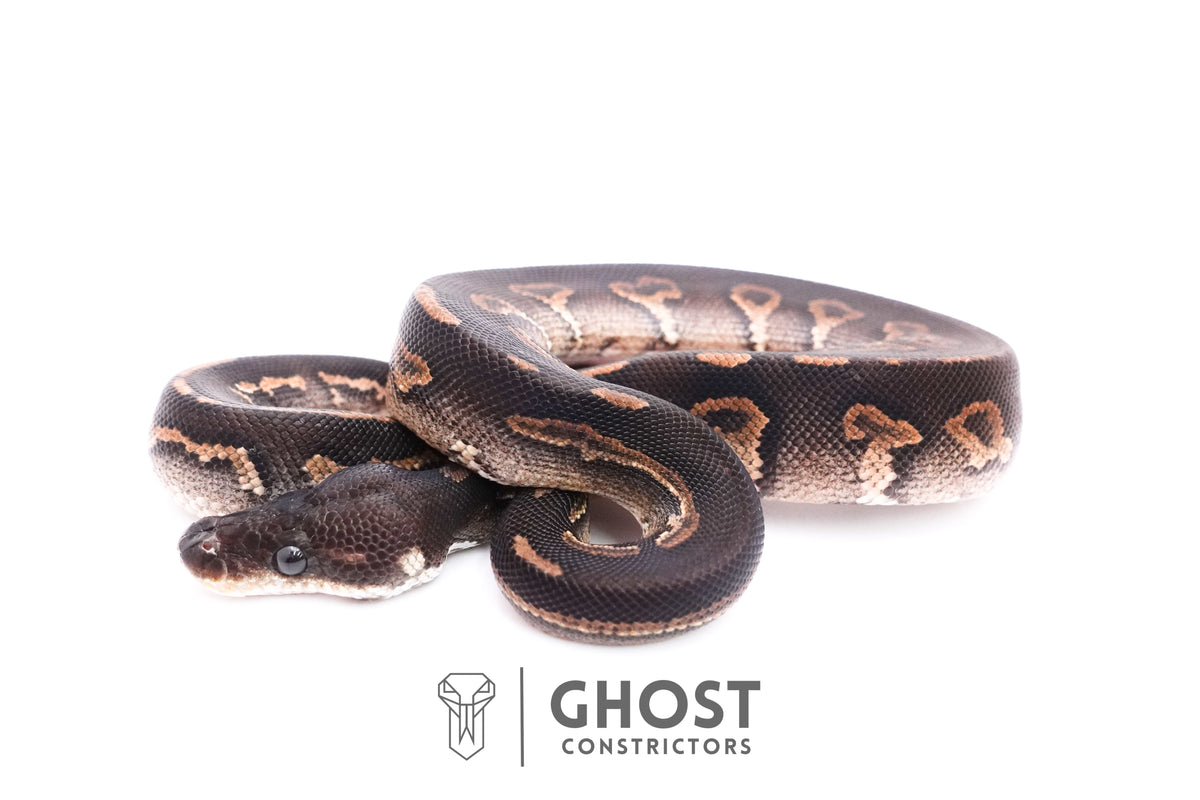 Cinnamon Black Head Ball Python — Male, 2025 hatch, captive-bred by Ghost Constrictors