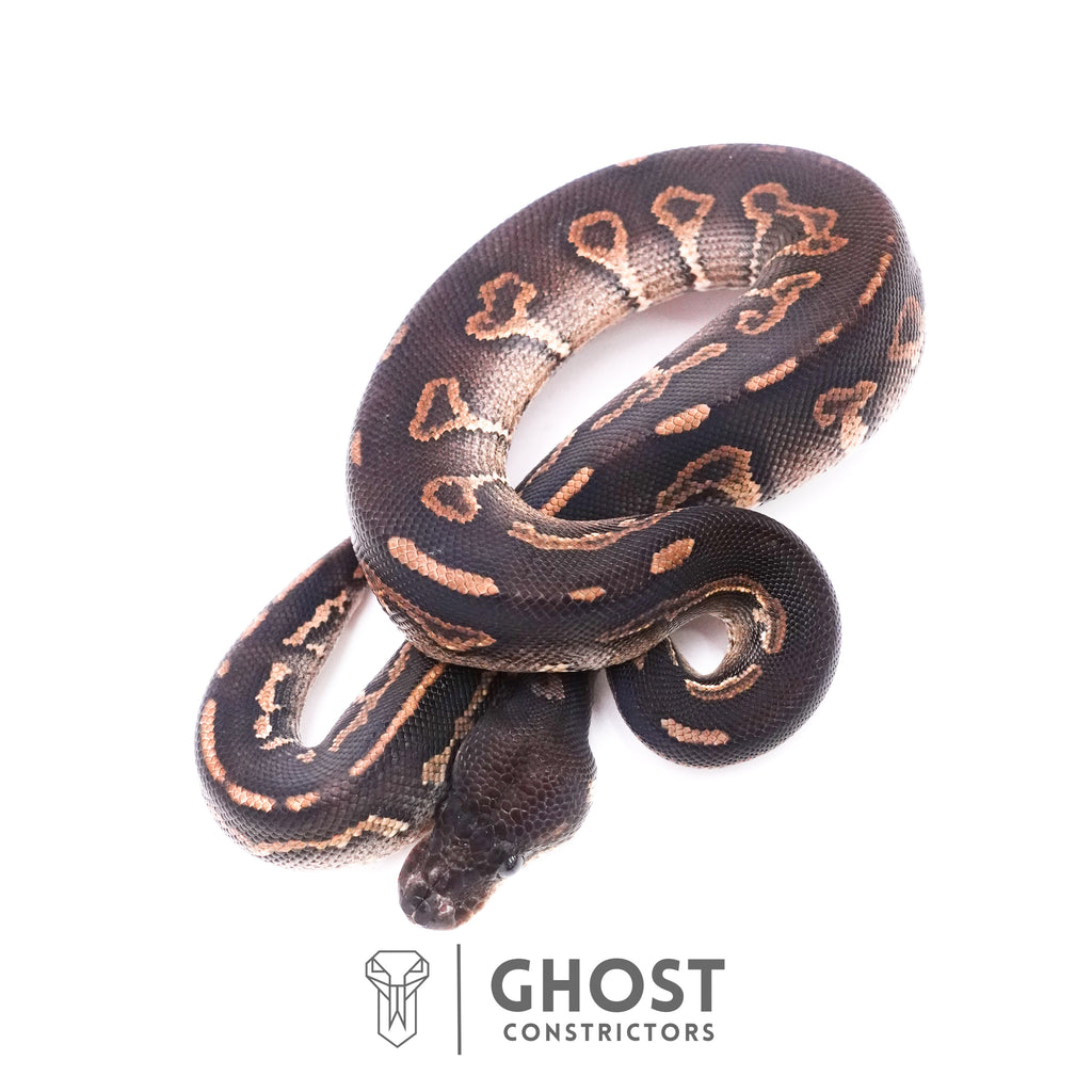Cinnamon Black Head Ball Python — Male, 2025 hatch, captive-bred by Ghost Constrictors