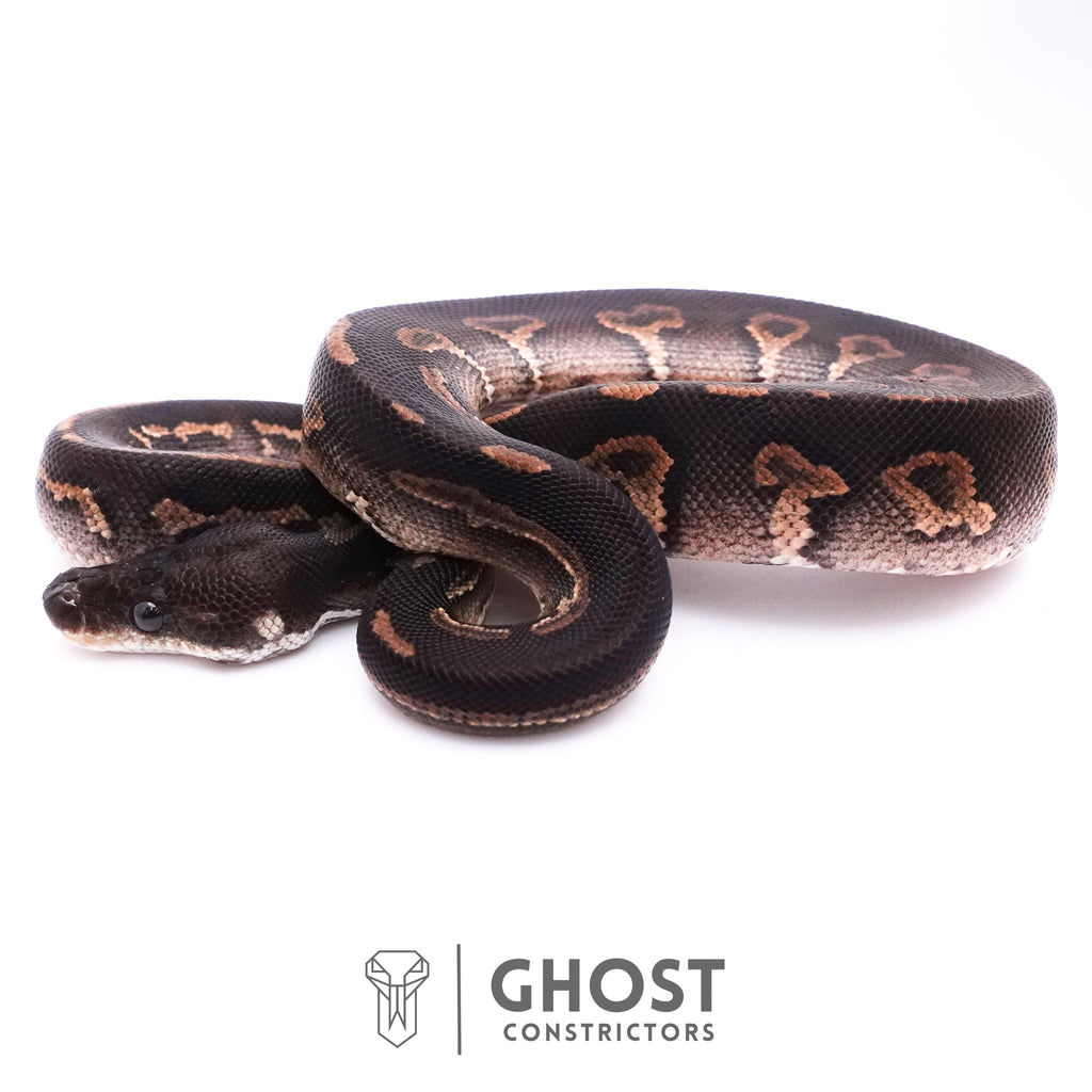 Cinnamon Black Head Ball Python — Male, 2025 hatch, captive-bred by Ghost Constrictors