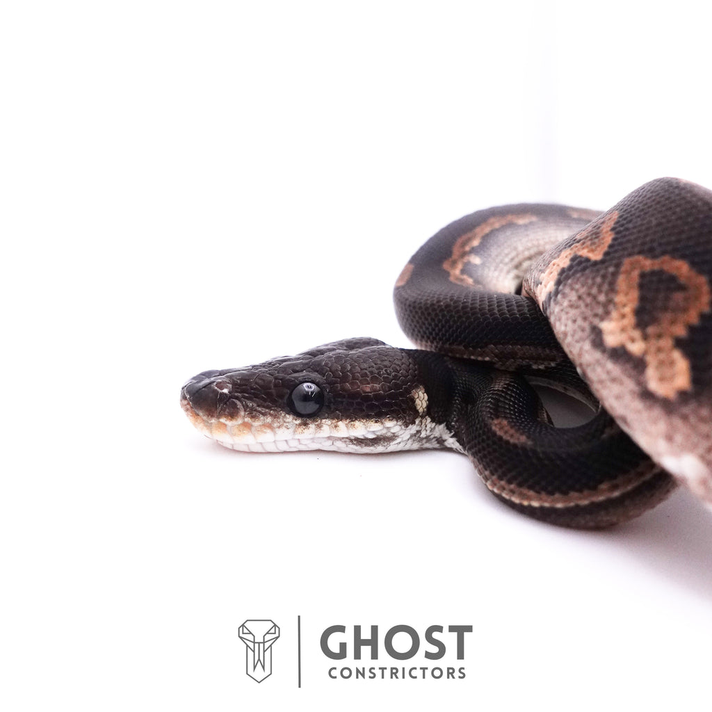 Cinnamon Black Head Ball Python — Male, 2025 hatch, captive-bred by Ghost Constrictors