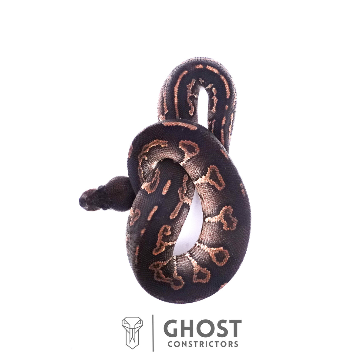 Cinnamon Black Head Ball Python — Male, 2025 hatch, captive-bred by Ghost Constrictors