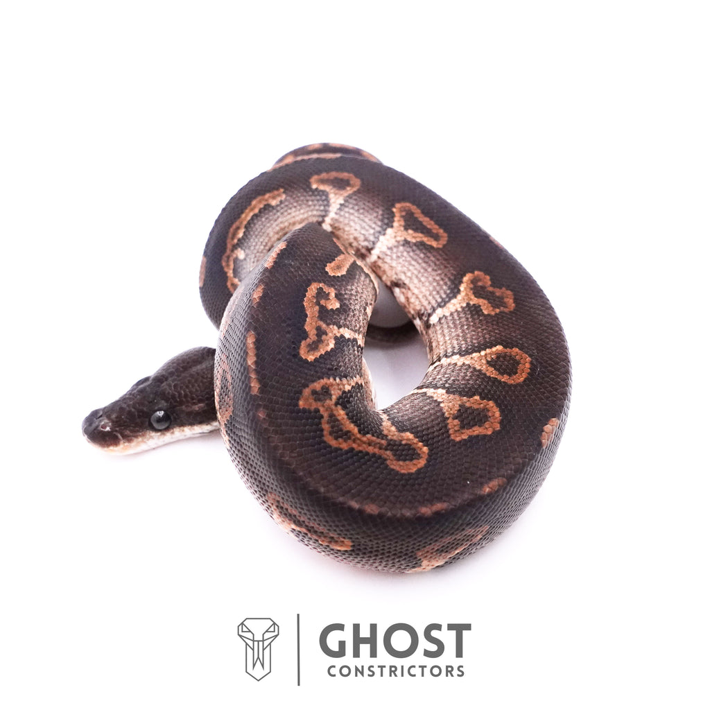 Cinnamon Black Head Ball Python — Male, 2025 hatch, captive-bred by Ghost Constrictors