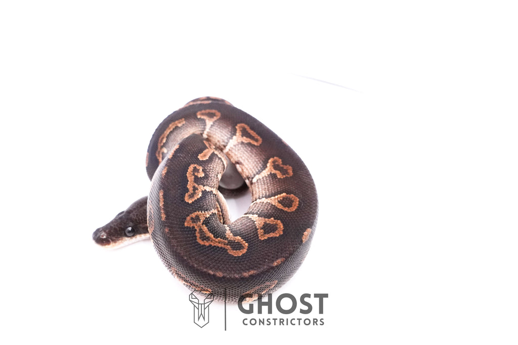 Cinnamon Black Head Ball Python — Male, 2025 hatch, captive-bred by Ghost Constrictors