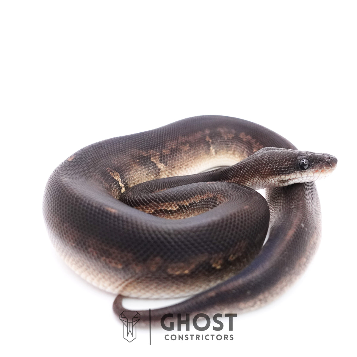 Mahogany Cinnamon Black Head Ball Python — Male, 2025 hatch, captive-bred by Ghost Constrictors