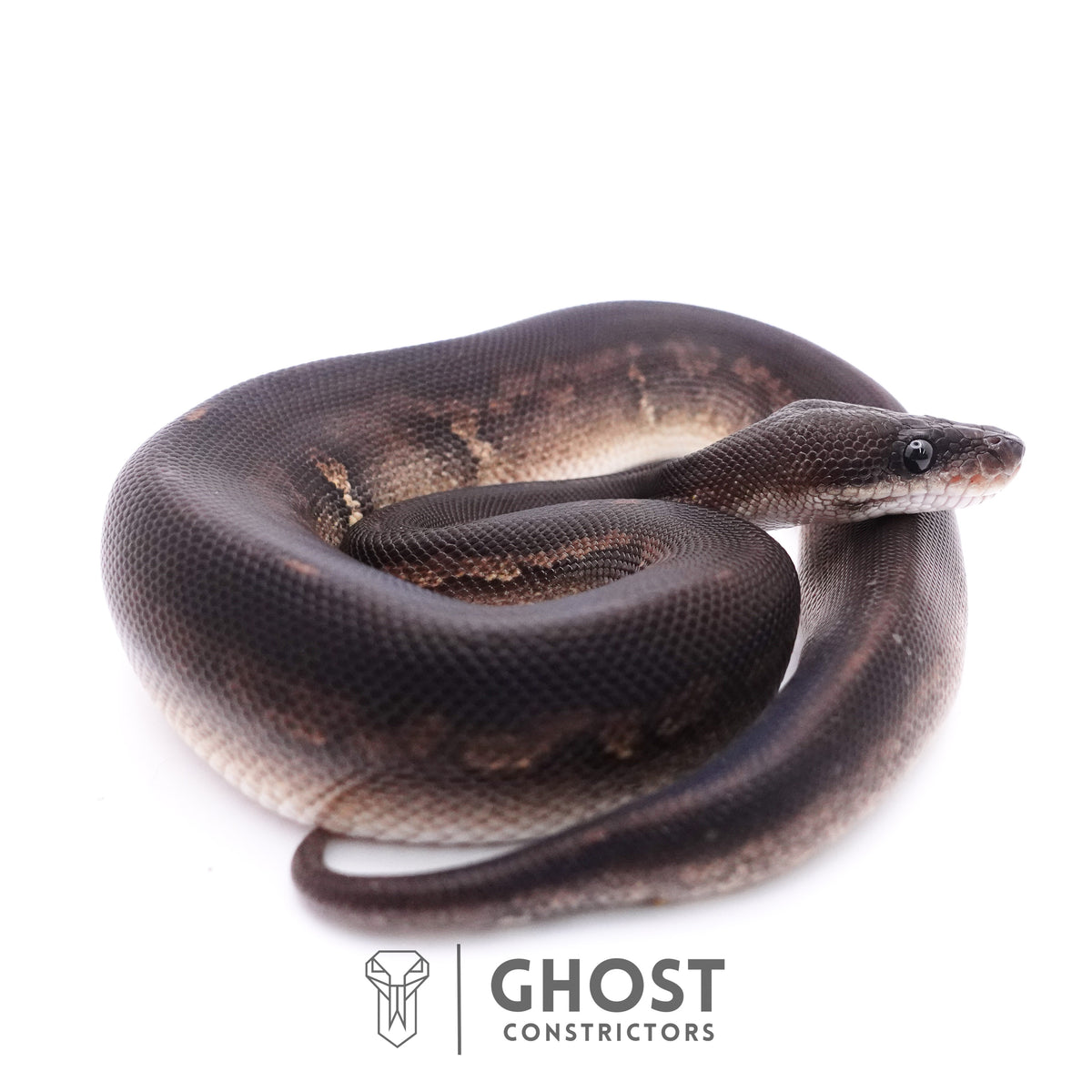 Mahogany Cinnamon Black Head Ball Python — Male, 2025 hatch, captive-bred by Ghost Constrictors
