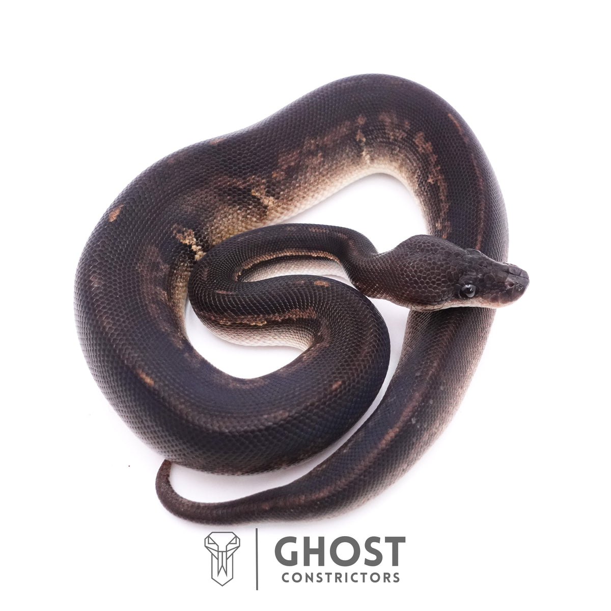 Mahogany Cinnamon Black Head Ball Python — Male, 2025 hatch, captive-bred by Ghost Constrictors