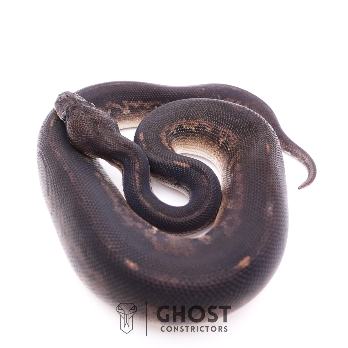 Mahogany Cinnamon Black Head Ball Python — Male, 2025 hatch, captive-bred by Ghost Constrictors