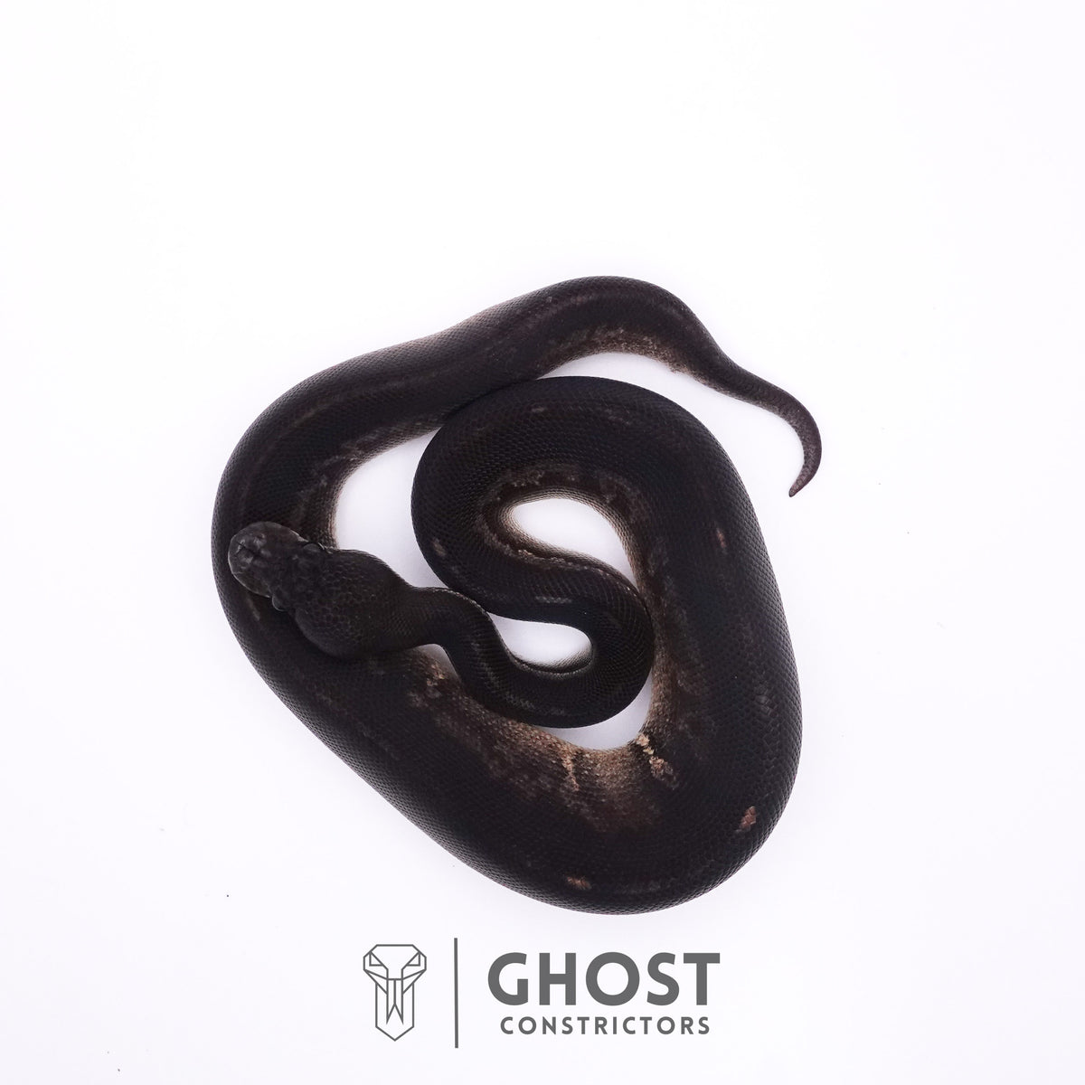 Mahogany Cinnamon Black Head Ball Python — Male, 2025 hatch, captive-bred by Ghost Constrictors