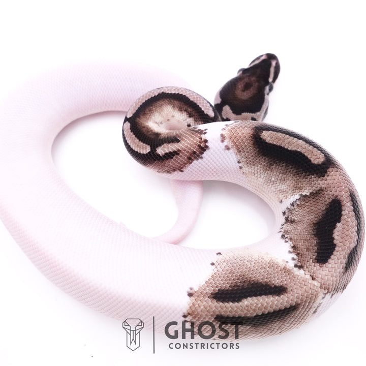 Morobe Silver Python VPI Axanthic Ball Pythons for Sale | Rare Silver & Black Morphs – Ghost ...