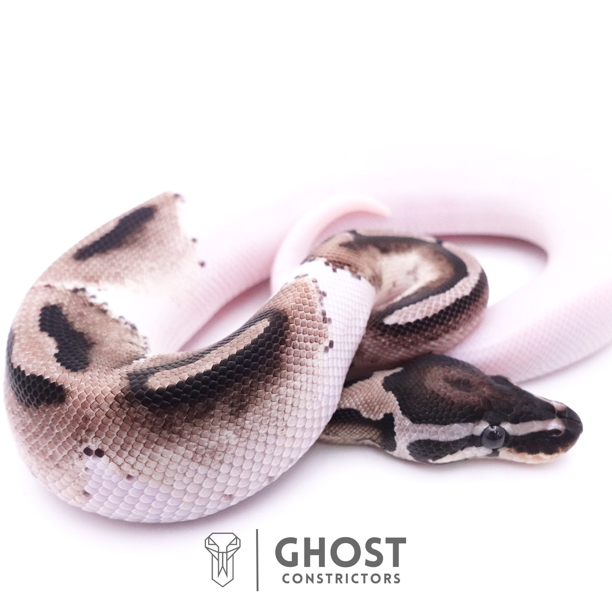 VPI Pied Ball Python For Sale — Male, 2025 hatch, captive-bred by Ghost Constrictors