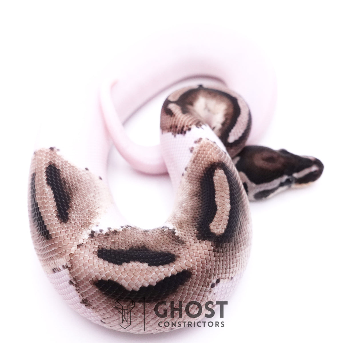 VPI Pied Ball Python For Sale — Male, 2025 hatch, captive-bred by Ghost Constrictors