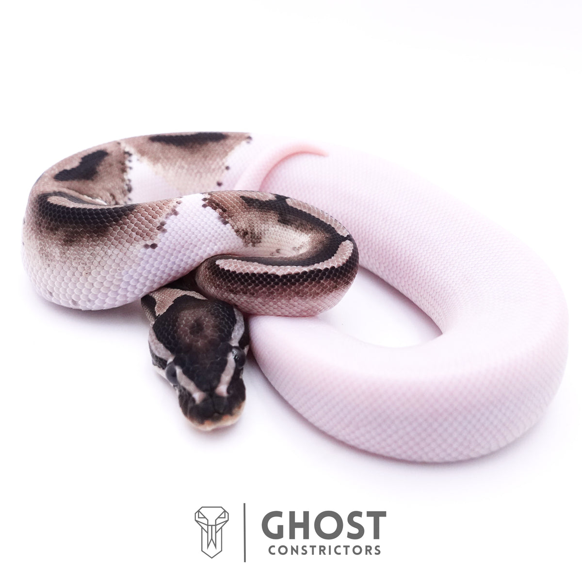 VPI Pied Ball Python For Sale — Male, 2025 hatch, captive-bred by Ghost Constrictors