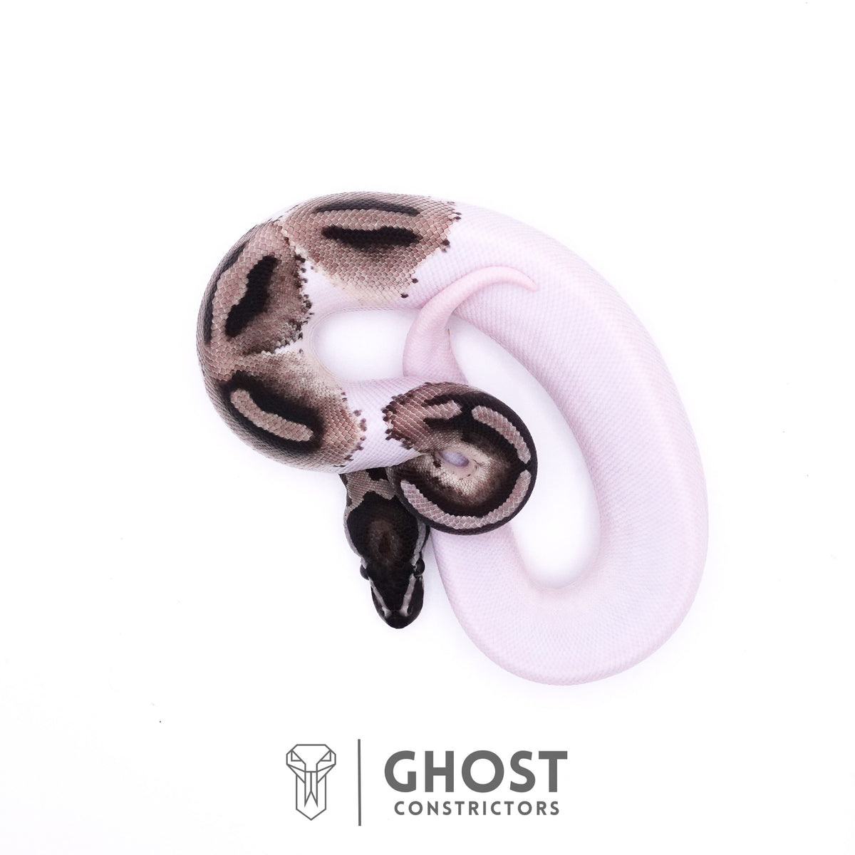VPI Pied Ball Python For Sale — Male, 2025 hatch, captive-bred by Ghost Constrictors