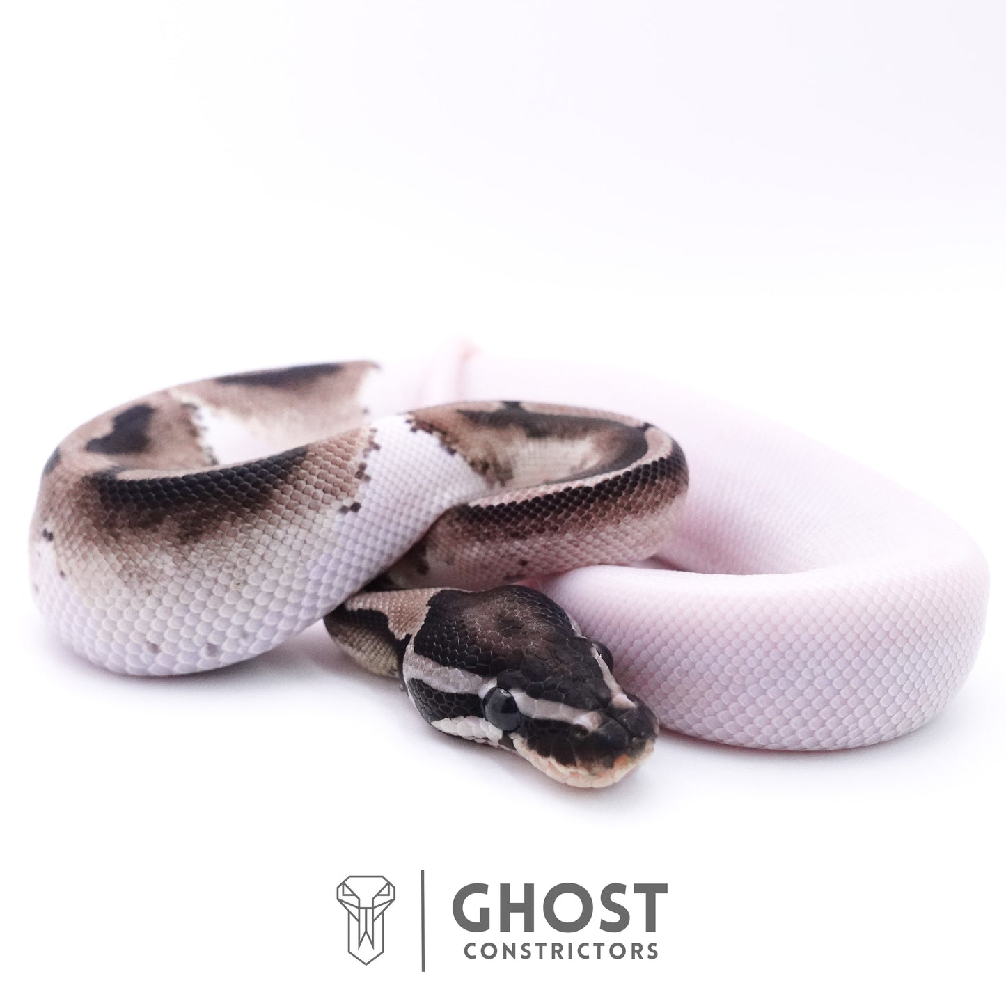 VPI Pied Ball Python For Sale
