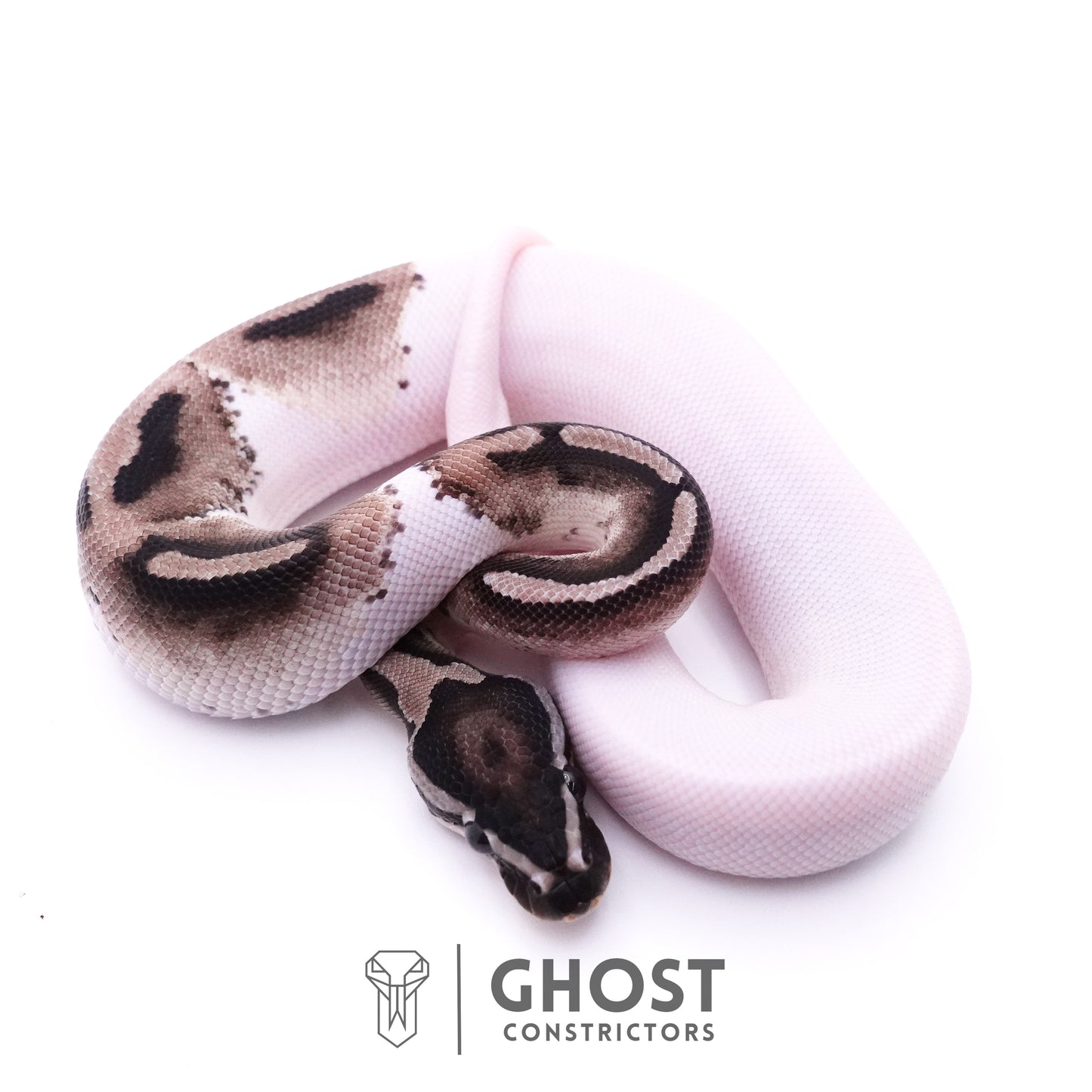 VPI Pied Ball Python For Sale