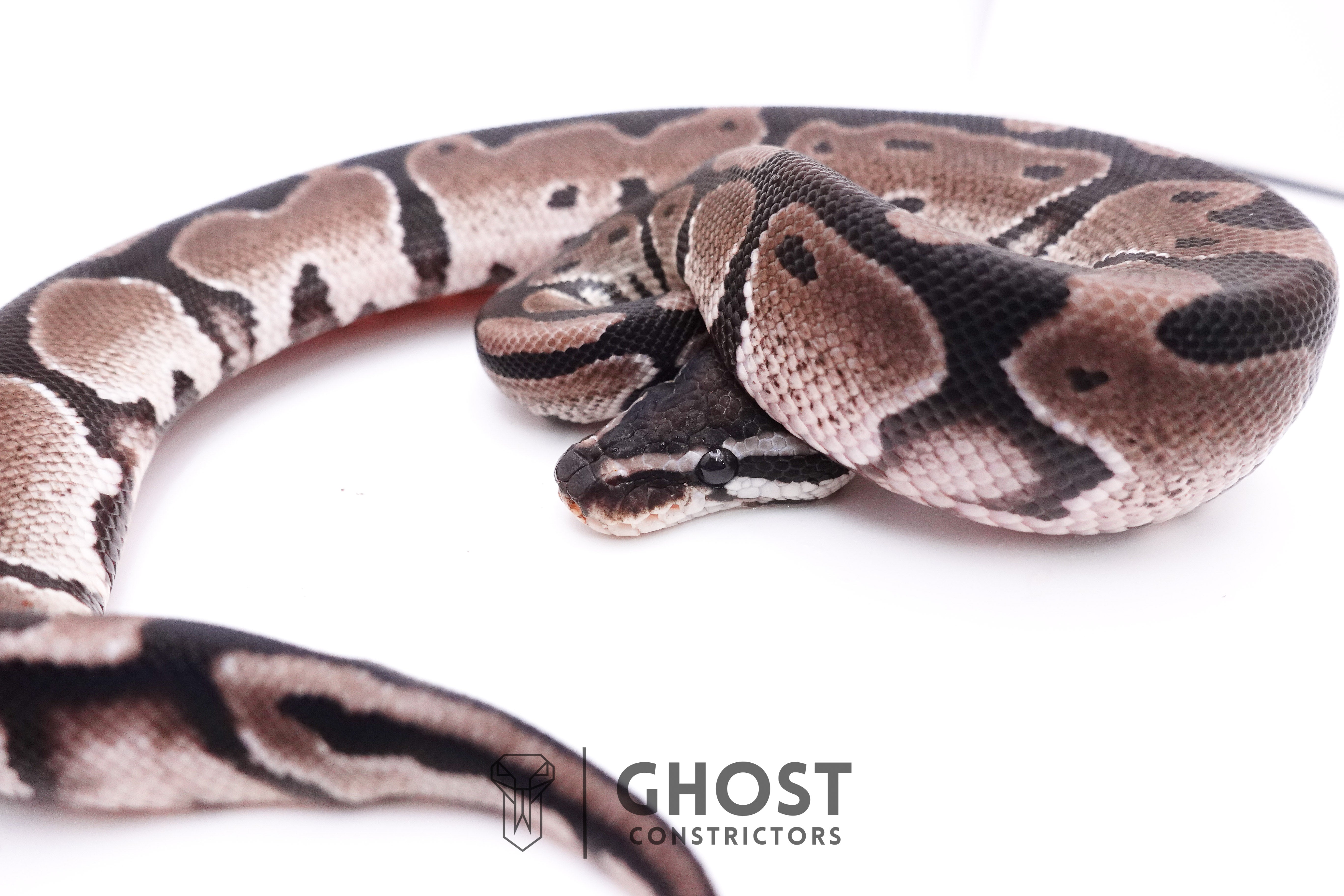 VPI Het Pied Ball Python for Sale – Ghost Constrictors