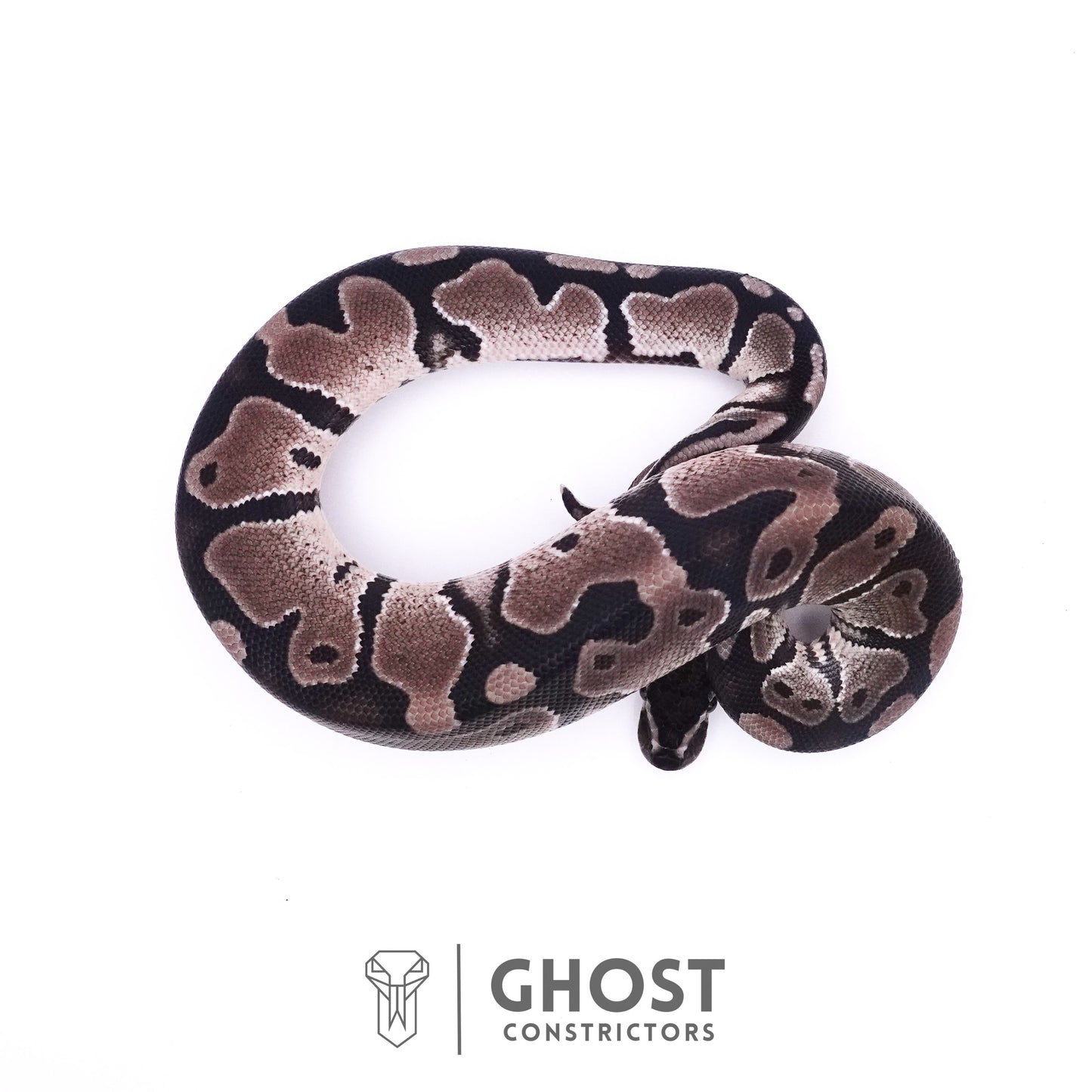 Axanthic VPI Het Piebald Ball Python