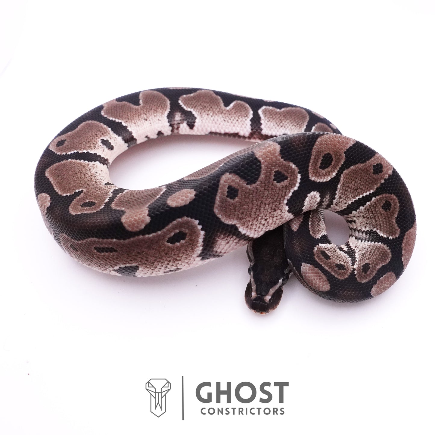 Axanthic VPI Het Piebald Ball Python