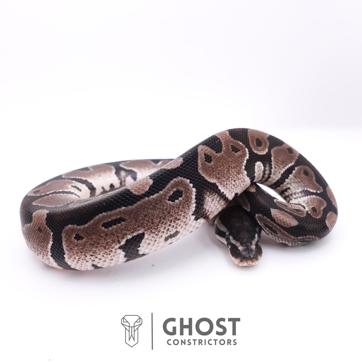 Axanthic VPI Het Piebald Ball Python — Male, 2025 hatch, captive-bred by Ghost Constrictors