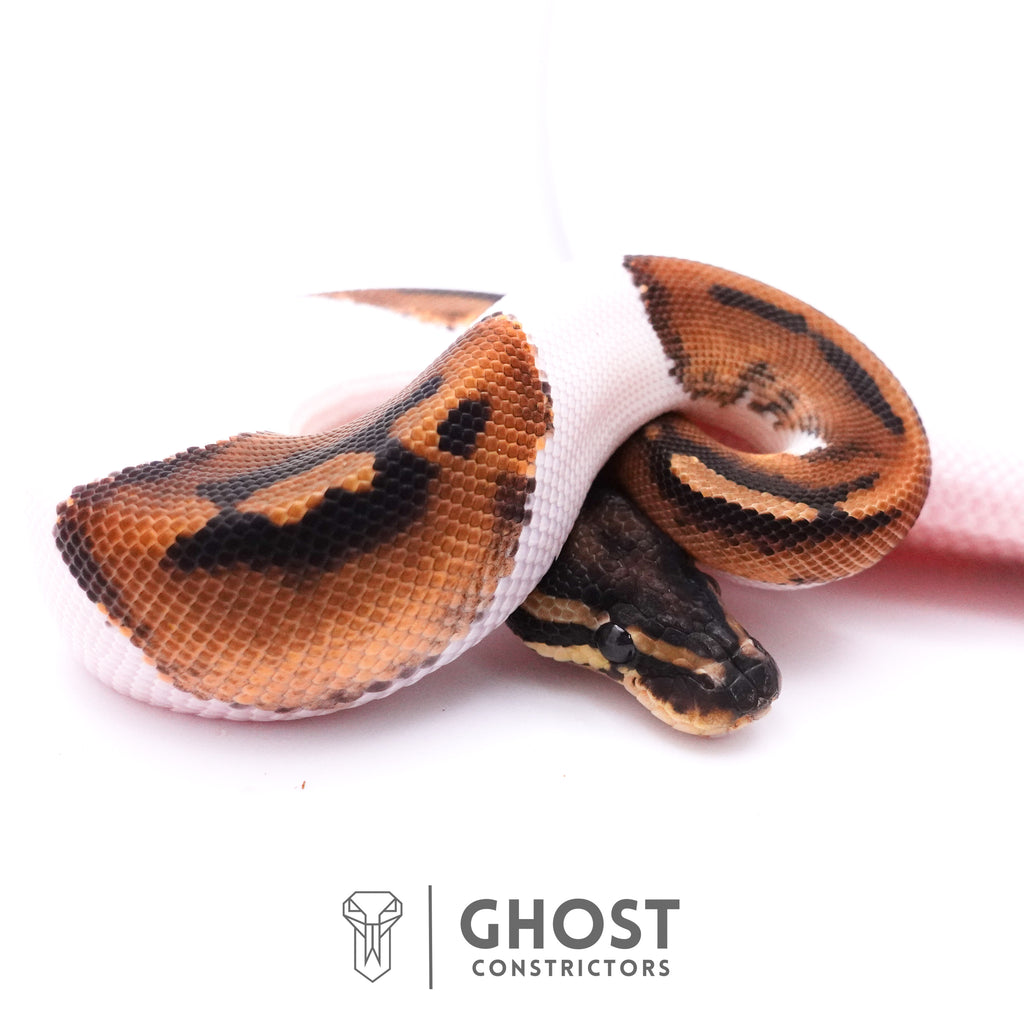 Piebald Het Axanthic VPI Ball Python — Male, 2025 hatch, captive-bred by Ghost Constrictors