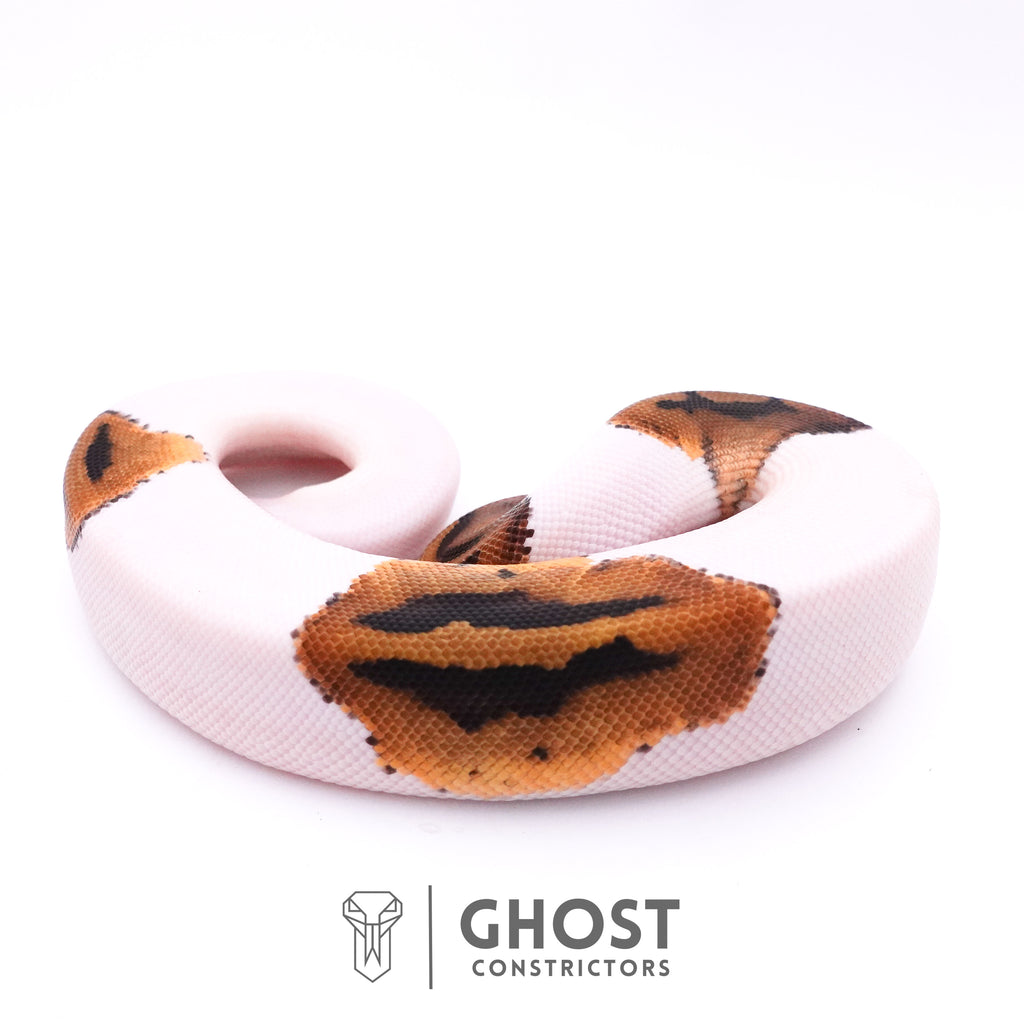 Piebald Het Axanthic VPI Ball Python — Male, 2025 hatch, captive-bred by Ghost Constrictors