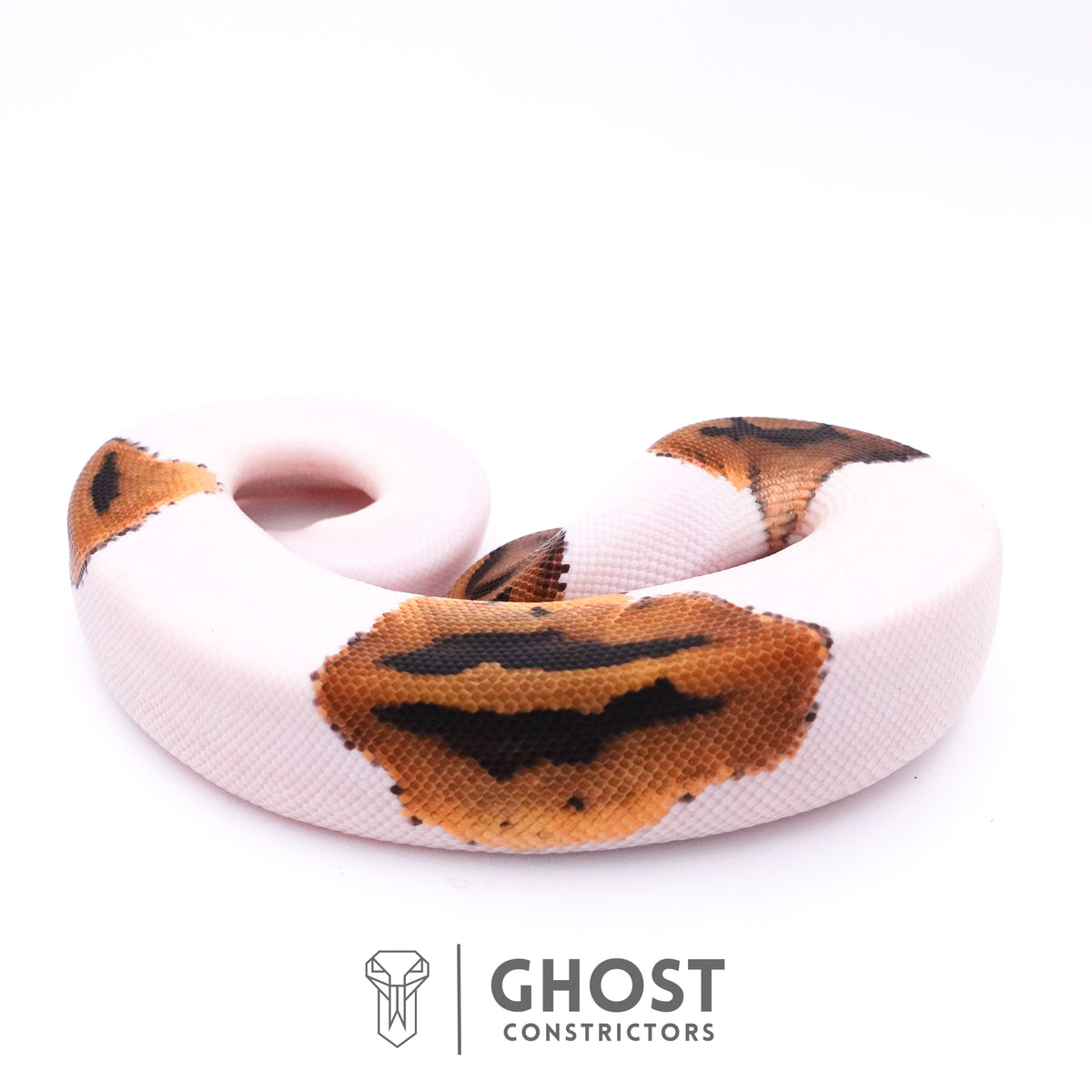 Piebald Het Axanthic VPI Ball Python — Male, 2025 hatch, captive-bred by Ghost Constrictors