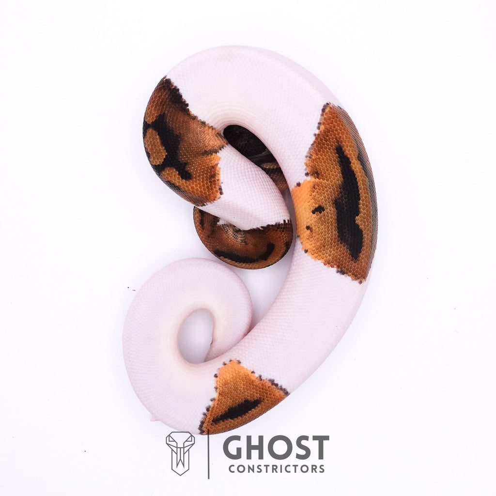 Piebald Het Axanthic VPI Ball Python — Male, 2025 hatch, captive-bred by Ghost Constrictors