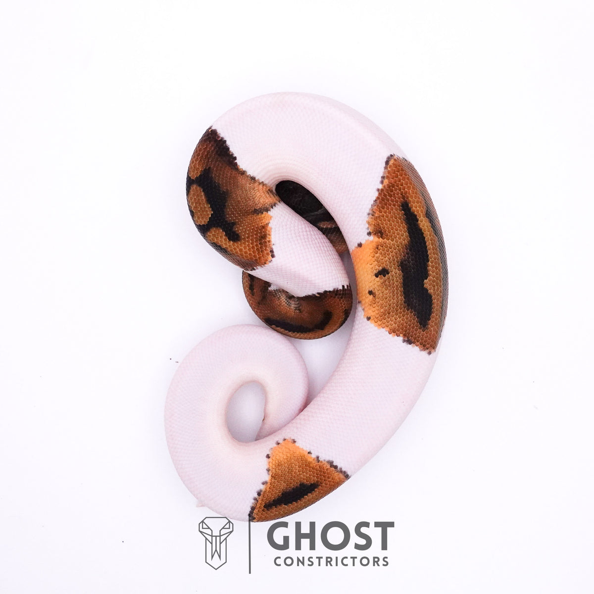 Piebald Het Axanthic VPI Ball Python — Male, 2025 hatch, captive-bred by Ghost Constrictors