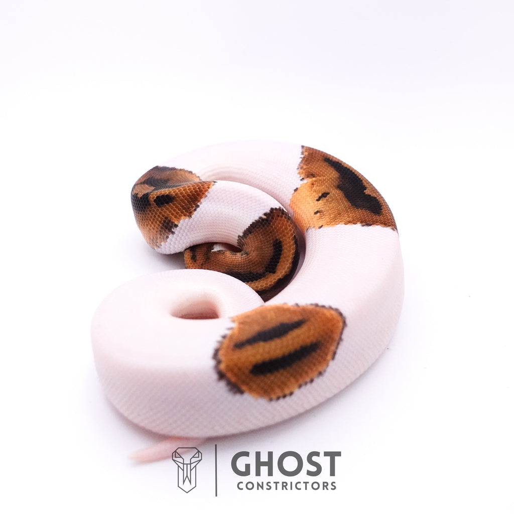Piebald Het Axanthic VPI Ball Python — Male, 2025 hatch, captive-bred by Ghost Constrictors