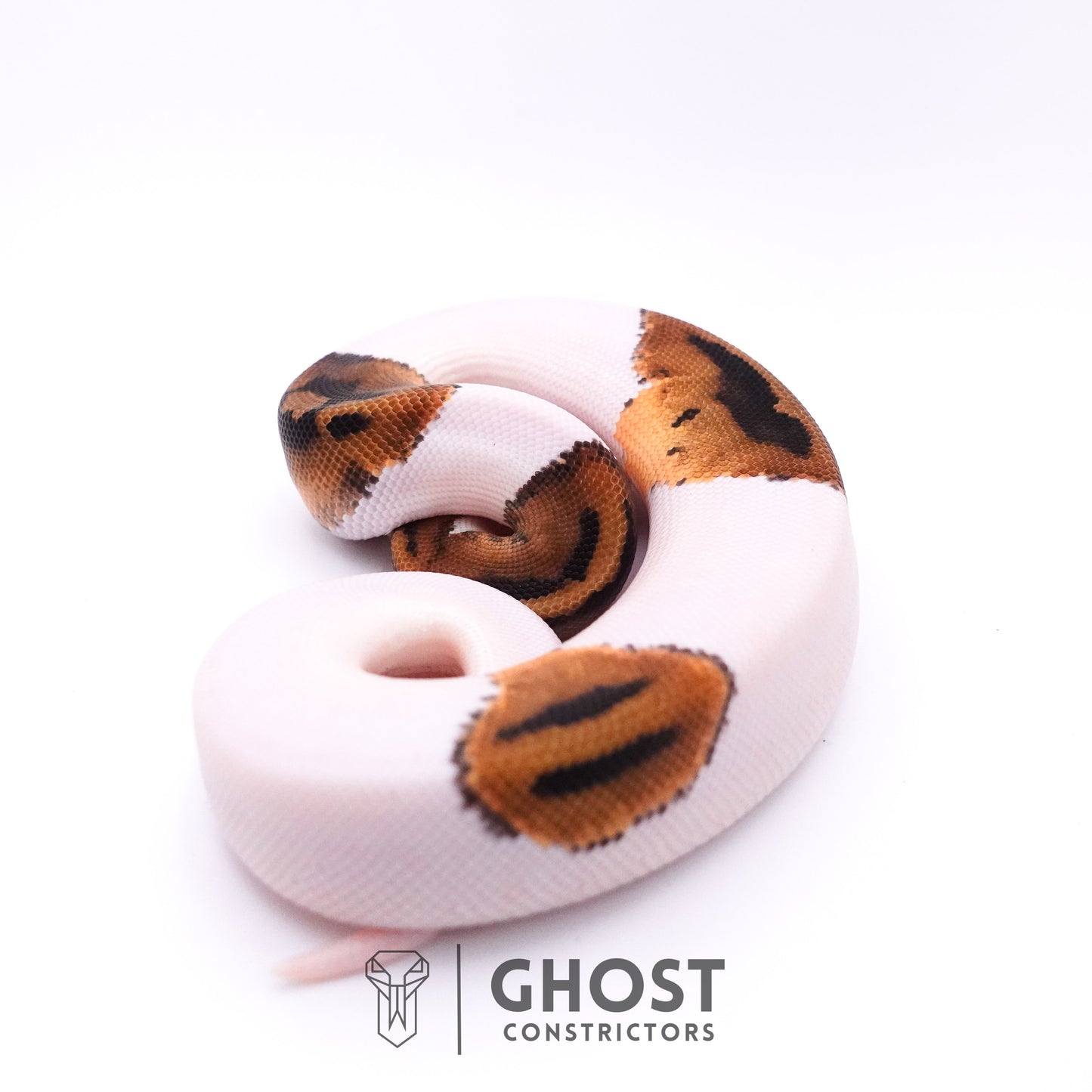 Piebald Het Axanthic VPI Ball Python