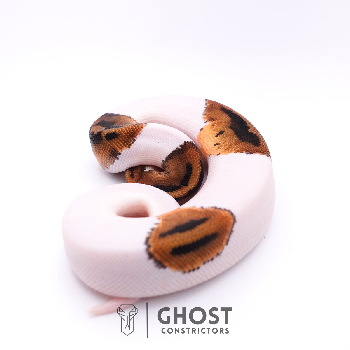 Piebald Het Axanthic VPI Ball Python — Male, 2025 hatch, captive-bred by Ghost Constrictors