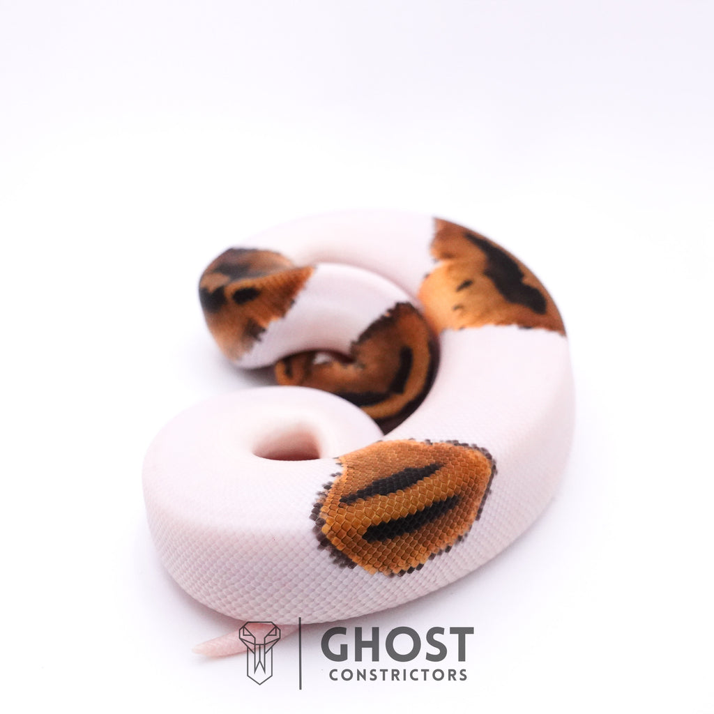 Piebald Het Axanthic VPI Ball Python — Male, 2025 hatch, captive-bred by Ghost Constrictors