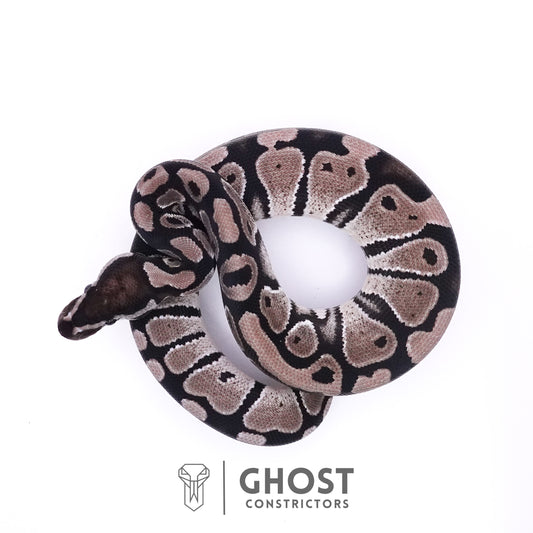 Axanthic VPI Het Piebald Ball Python