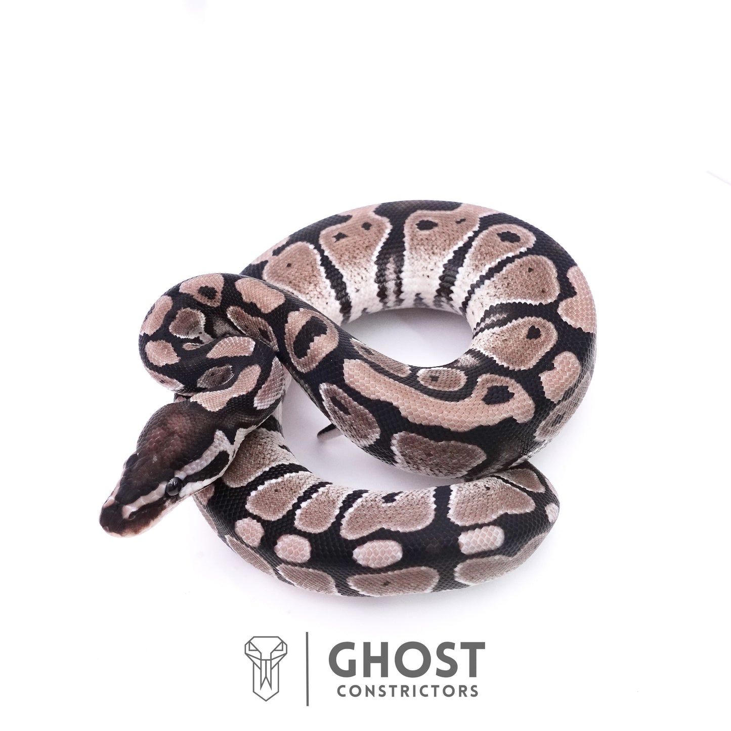 Axanthic VPI Het Piebald Ball Python
